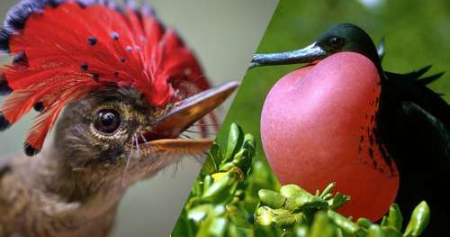 10 espèces d’oiseaux qui démontrent l’imagination illimitée de la nature