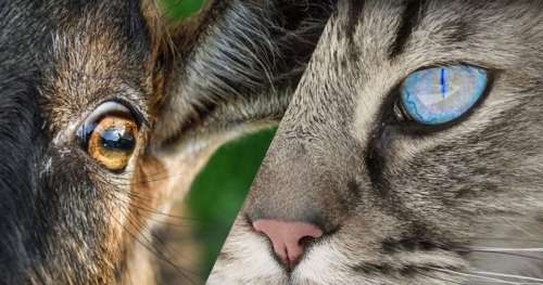 Horizontales, changeantes… 5 types de pupilles aussi étranges que fascinantes dans le monde animal