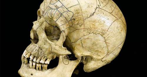 10 faits que vous ignoriez sûrement sur votre squelette