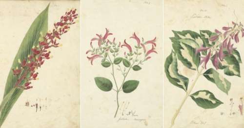 Oublié depuis deux siècles, ce magnifique manuscrit de botanique est désormais disponible en ligne