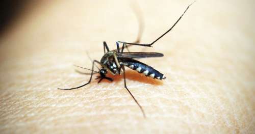 La fin des piqûres de moustiques ? Des chercheurs ont trouvé le moyen de leur couper l’appétit