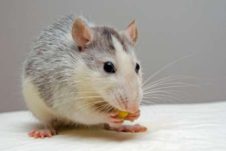 Pour la première fois, un cerveau humain contrôle par la pensée le cerveau d’un rat