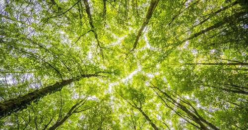 L’Australie va planter 1 milliard d’arbres contre le changement climatique, et le monde doit suivre