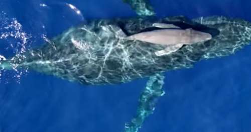 Images rarissimes des premiers instants de la vie d’un baleineau