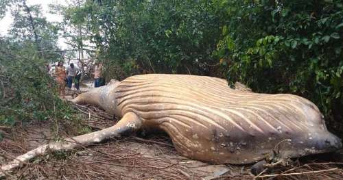 Le cadavre d’une baleine à bosse découvert dans la jungle amazonienne