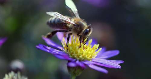 Les fermes solaires ont le potentiel de sauver les abeilles en devenant leur sanctuaire