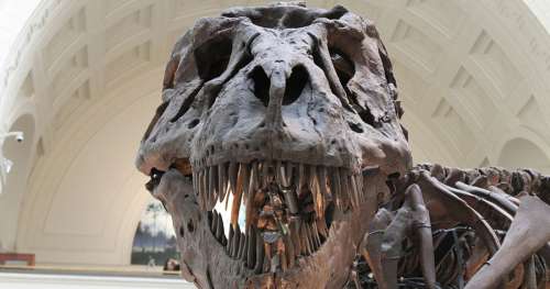 Découvrez Scotty, le plus grand spécimen de T-Rex connu à ce jour