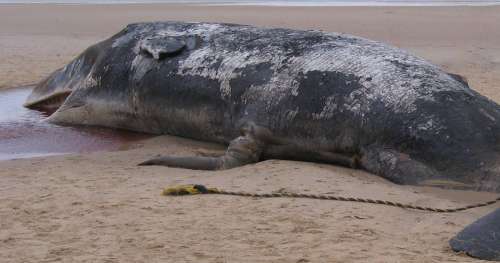 Victime de la bêtise humaine cette baleine est morte avec 40 kg de plastique dans l’estomac