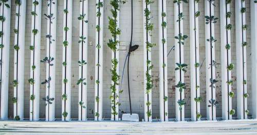 La ferme urbaine verticale, l’alternative pour repenser l’agriculture en ville