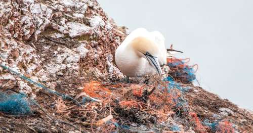 La pollution plastique est en train de décimer la faune et la flore des Galapagos