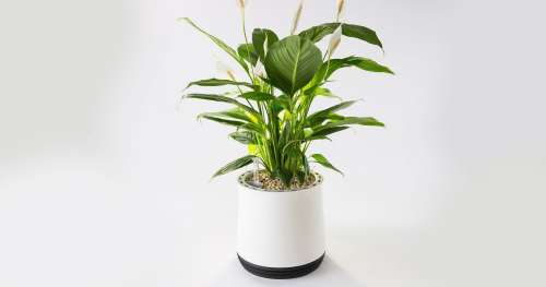 Ce pot de fleurs prend soin de vos plantes tout en purifiant l’air de votre maison