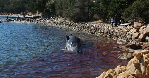 Une nouvelle baleine retrouvée pleine de plastique, en Italie cette fois