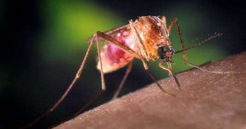 La hausse des températures va permettre aux moustiques d’infecter un milliard de personnes en plus
