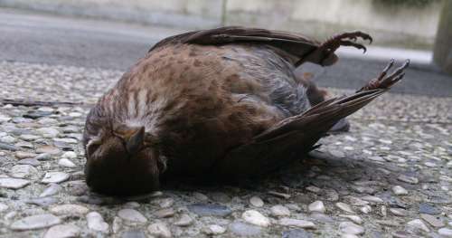 Les oiseaux meurent par milliers dans les grandes villes… à cause de la lumière artificielle
