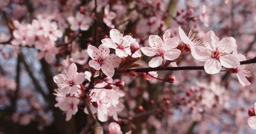 Admirez la beauté unique et hypnotisante de la floraison des cerisiers au Japon