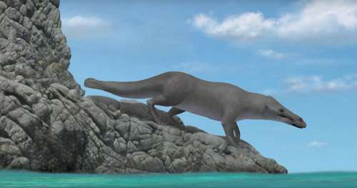 Découverte d’une baleine à quatre pattes qui vivait il y a 42 millions d’années