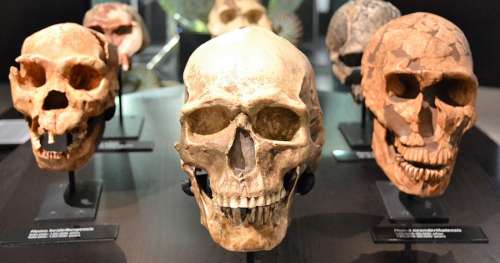 Découverte d’une toute nouvelle espèce humaine : Homo luzonensis