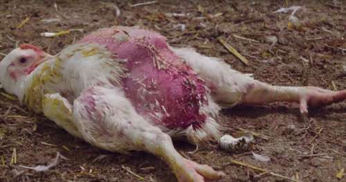 Abominable : cet abattoir français ramasse les poulets à la moissonneuse avant de les abattre