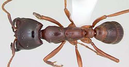 Le saviez-vous ? Les Massaï utilisent des fourmis pour effectuer leurs points de suture