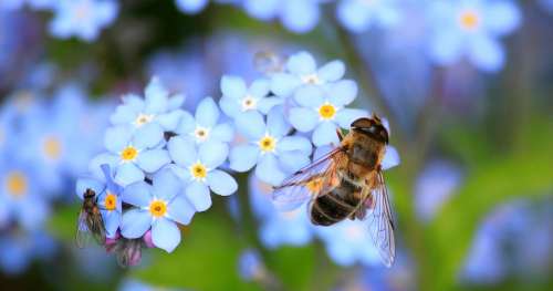 Les scientifiques sont enfin parvenus à décrypter le langage universel des abeilles