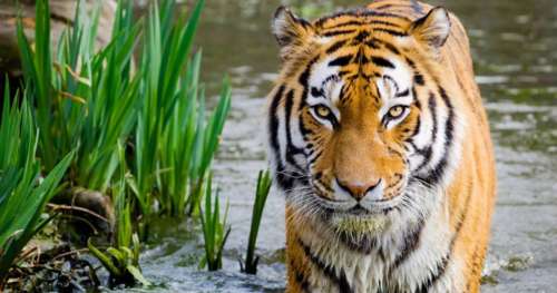 Le nombre de tigres du Bengale augmente depuis la première fois depuis 15 ans