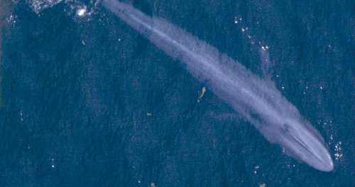 Partez à la découverte de la baleine bleue, le plus grand animal de la planète
