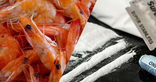 Au Royaume-Uni, les crevettes d’eau douce sont contaminées par de la cocaïne et de la kétamine
