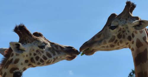Le saviez-vous ? Pour savoir si la femelle est prête à s’accoupler, la girafe mâle goûte son urine