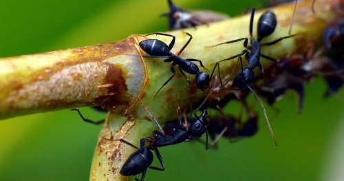 Les fourmis vont nous aider à réparer les circuits électriques endommagés