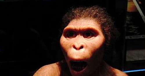 Le saviez-vous ? L’australopithèque Lucy n’est pas l’ancêtre de l’Homme