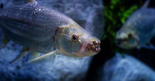 10 poissons parmi les plus dangereux au monde