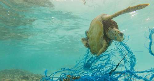 Plus d’un milliers de raies et requins pris au piège dans des déchets plastiques