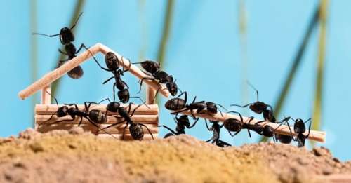10 astuces naturelles pour vous débarrasser des fourmis dans votre maison