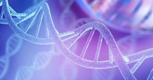 Vos chromosomes renferment de l’ADN néandertalien vieux de 700 000 ans