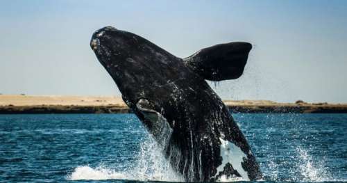 Ces personnes risquent leur vie pour sauver les baleines de l’Atlantique Nord