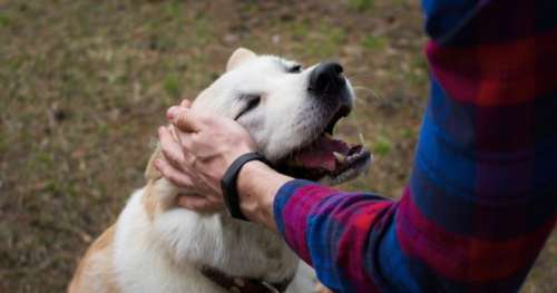 9 chiens, destinés à être mangés au festival de Yulin, ont été sauvés pour être adoptés en France