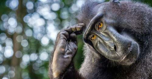 Comme l’Homme, la pensée logique détermine la résolution de problèmes chez les macaques