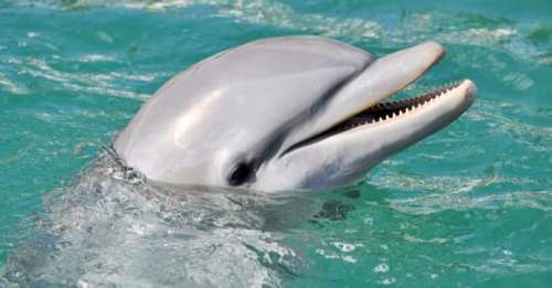 Les dauphins et les baleines utiliseraient l’écholocalisation pour partager leurs émotions