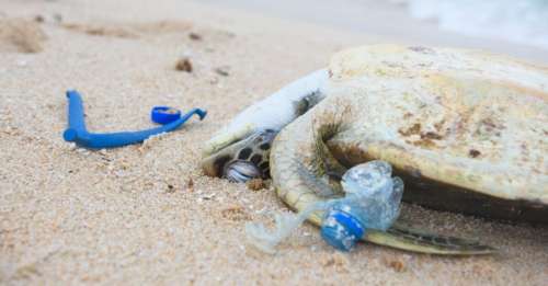 Un bébé tortue retrouvé mort avec 104 morceaux de plastique dans le corps