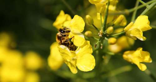 Faire appel aux abeilles est bien plus rentable que les pesticides dans les cultures de colza