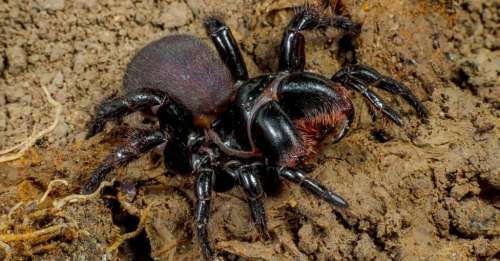 Observez la fascinante éclosion des œufs de l’araignée la plus dangereuse du monde