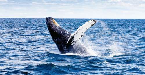 Quasi-éteintes en 1950, ces baleines à bosse sont désormais 25 000 grâce aux efforts de conservation
