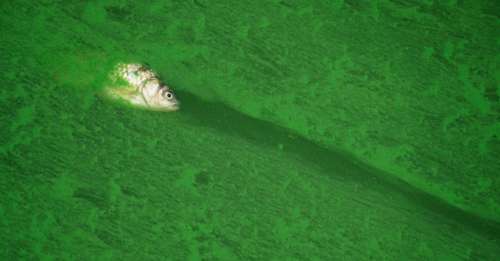 Les algues toxiques prolifèrent dans les lacs du monde entier à cause du réchauffement climatique