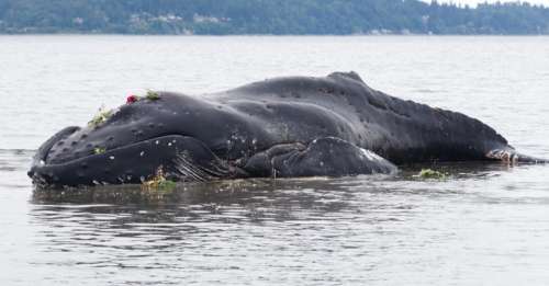 Malgré une loi, de nombreuses baleines sont encore tuées par des bateaux français qui les percutent
