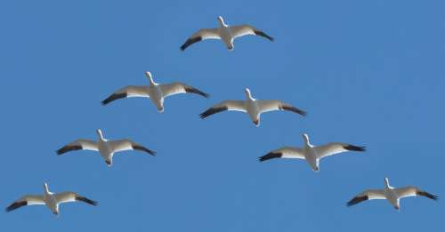 Airbus veut réduire la pollution liée au trafic aérien en s’inspirant du vol des oiseaux migrateurs