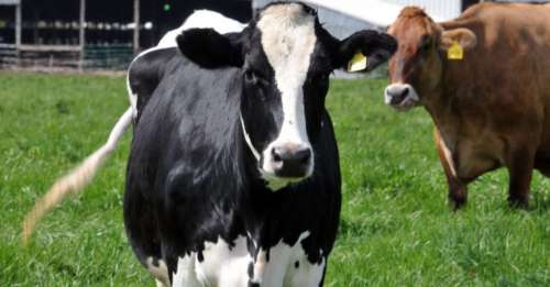 Équipées de casques VR, les vaches augmentent notablement leur production de lait
