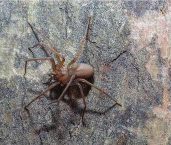 Découverte d’une nouvelle espèce d’araignée venimeuse au Mexique qui fait pourrir la peau