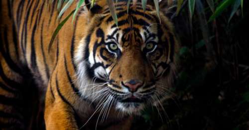 C’est officiel : il n’y a plus un seul tigre à l’état sauvage au Laos