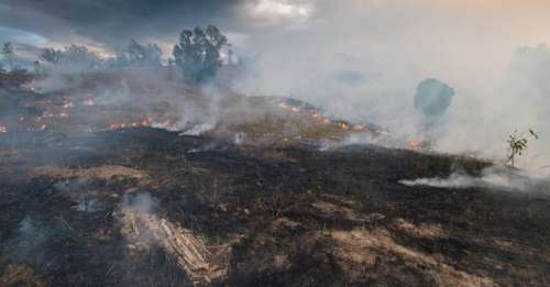 Des forêts australiennes classées au patrimoine mondial de l’UNESCO ravagées par des incendies