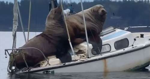 Ces deux énormes lions de mer « empruntent » un petit bateau et la vidéo est géniale